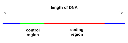 basic gene structure