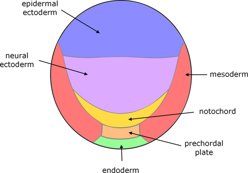 catshark blastula fate map