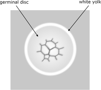 cleavage in chondrichthyans