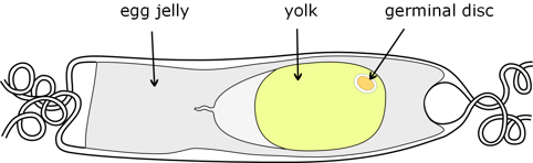 catshark egg