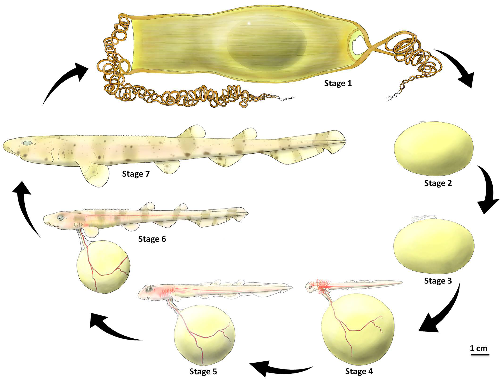 catshark life cycle