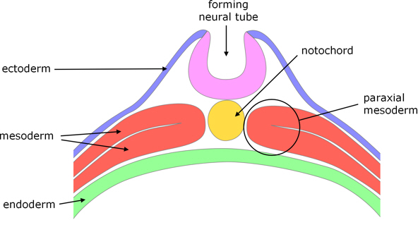 catshark neurulation