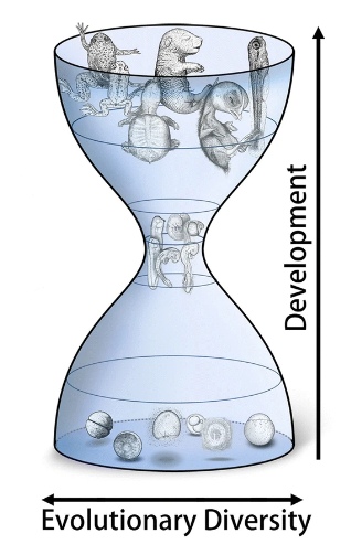 hourglass