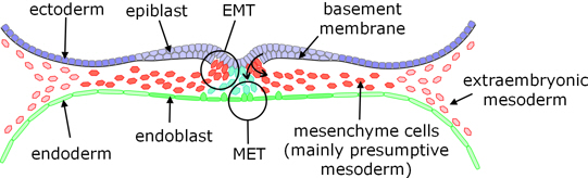 human gastrulation