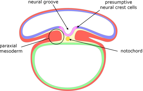 human neural tube