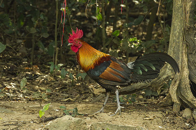 Red Junglefowl