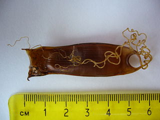 Mermaids purse
