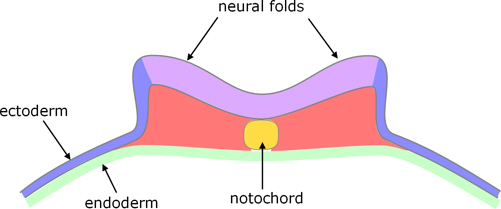 reptile neural folds