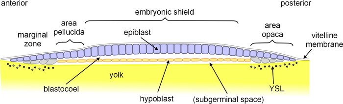 turtle blastula