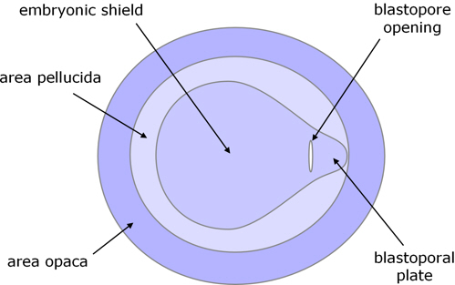 turtle gastrulation