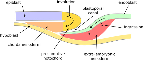 turtle gastrulation