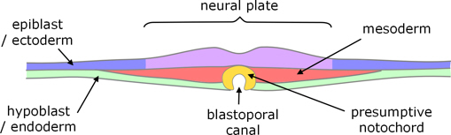 turtle gastrulation
