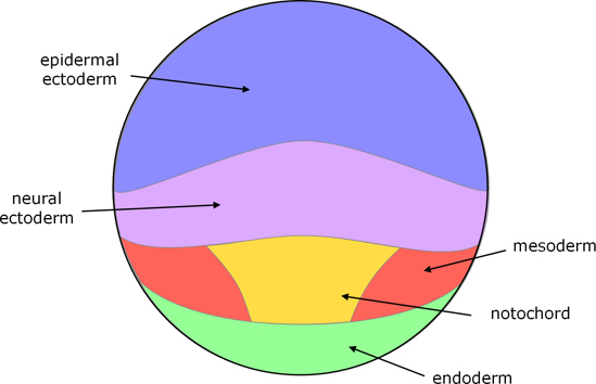 xenopus blastula fate map