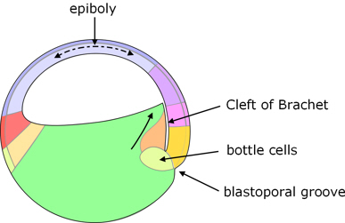 Xenopus gastrulation