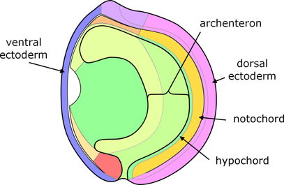 Xenopus gastrulation