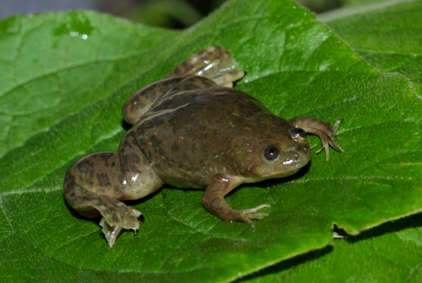 Xenopus laevis
