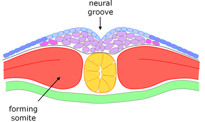 Xenopus neurulation