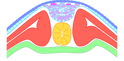 Xenopus neurulation