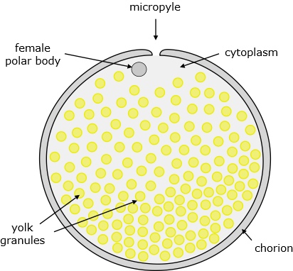 zebrafish egg