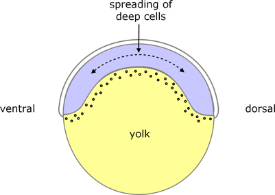 zebrafish epiboly