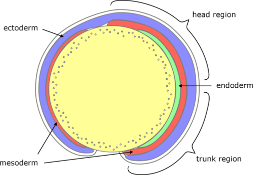 zebrafish germ layers