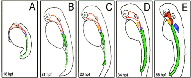 gut formatin in zebrafish