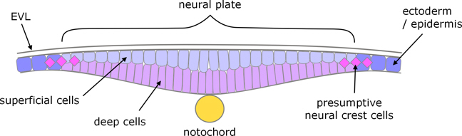 zebrafish neurulation