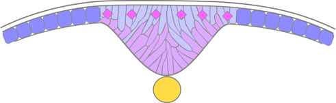 zebrafish neurulation