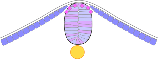 zebrafish neural rod