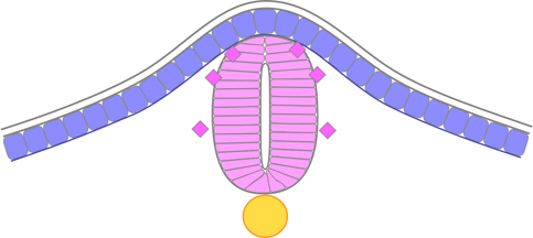 zebrafish neurulation